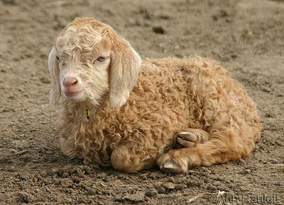 Valentine, baby angora goat